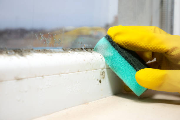 Best Black Mold Removal  in Johnsonburg, PA